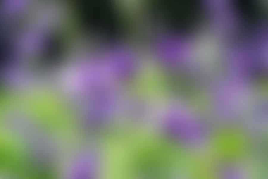 plants blooming at different times