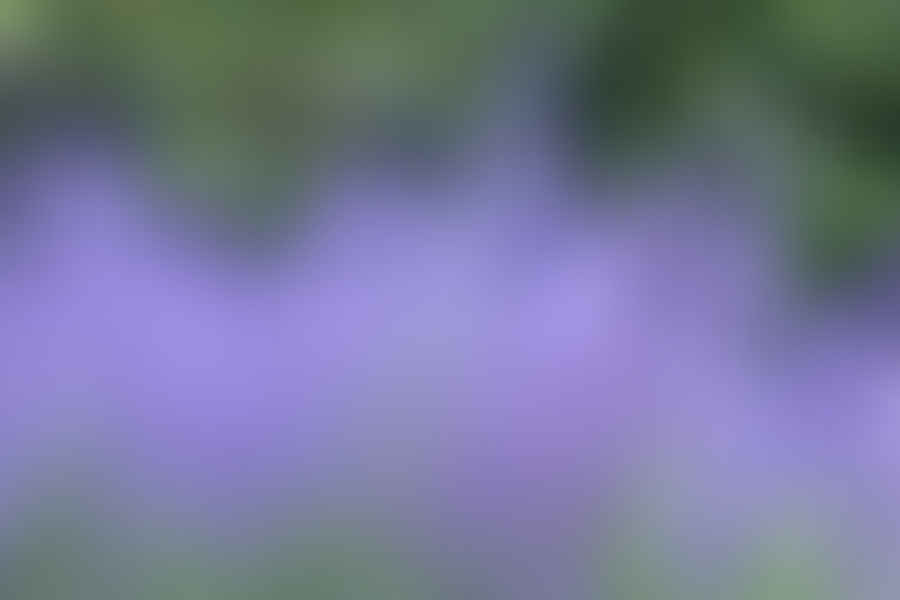 Russian Sage plant