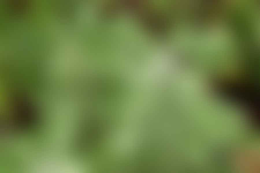 Salvia plant