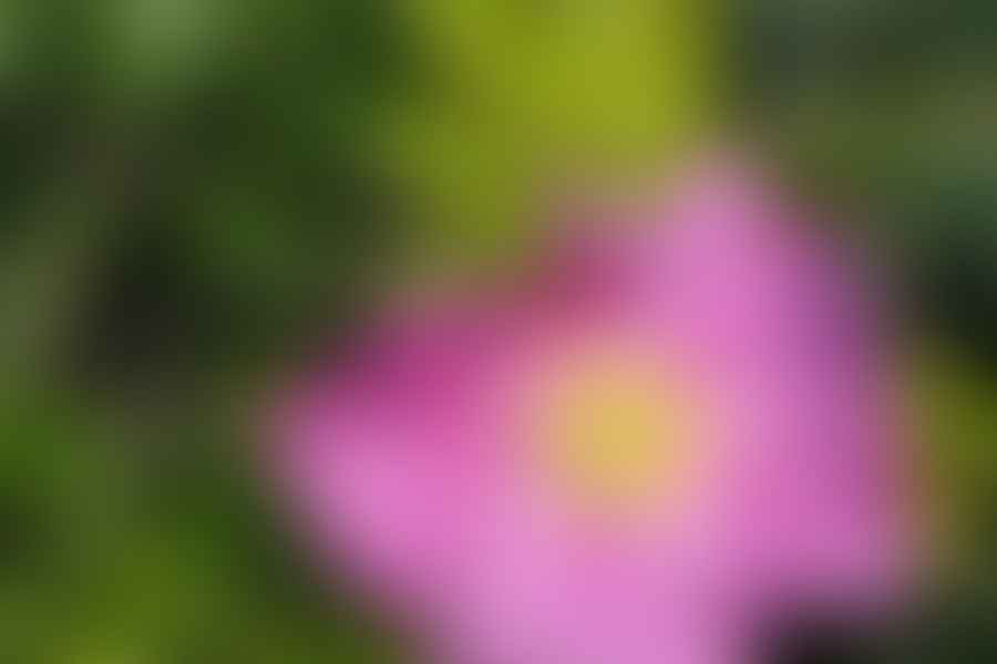 Beach Rose Rosa rugosa