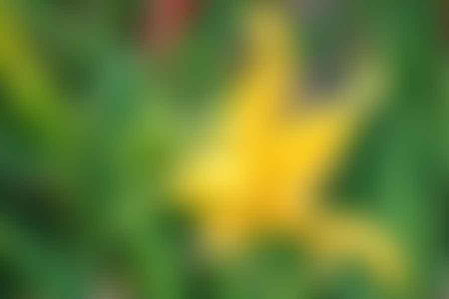 Daylily Hemerocallis