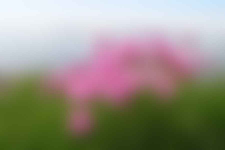 Sea Thrift Armeria maritima