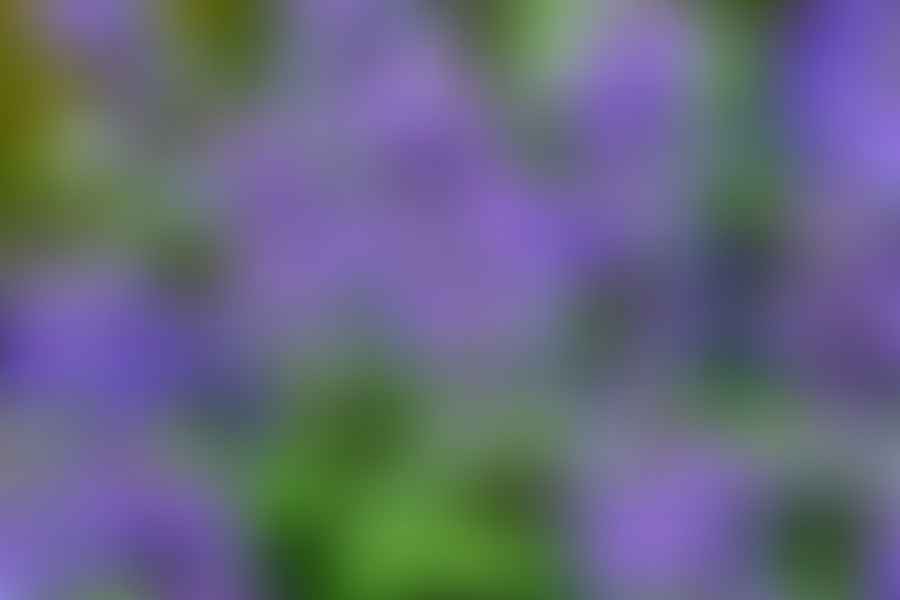 Carpet Bugle plant