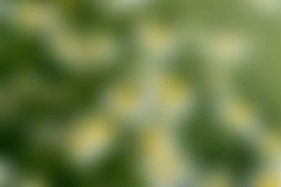 Chamomile plant