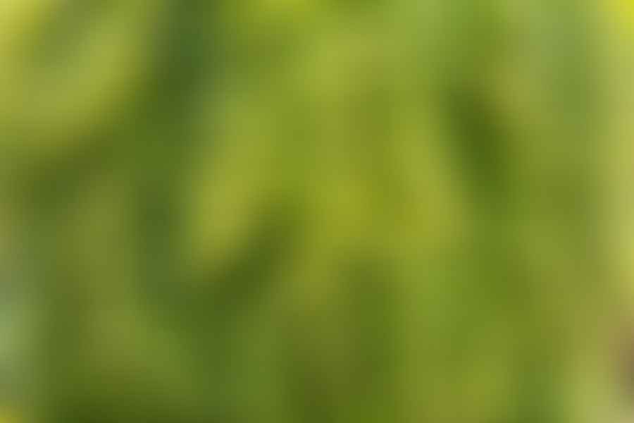 Creeping Jenny plant