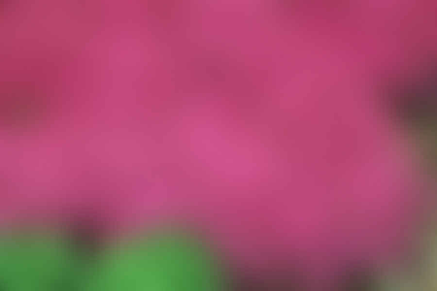 Creeping Thyme plant
