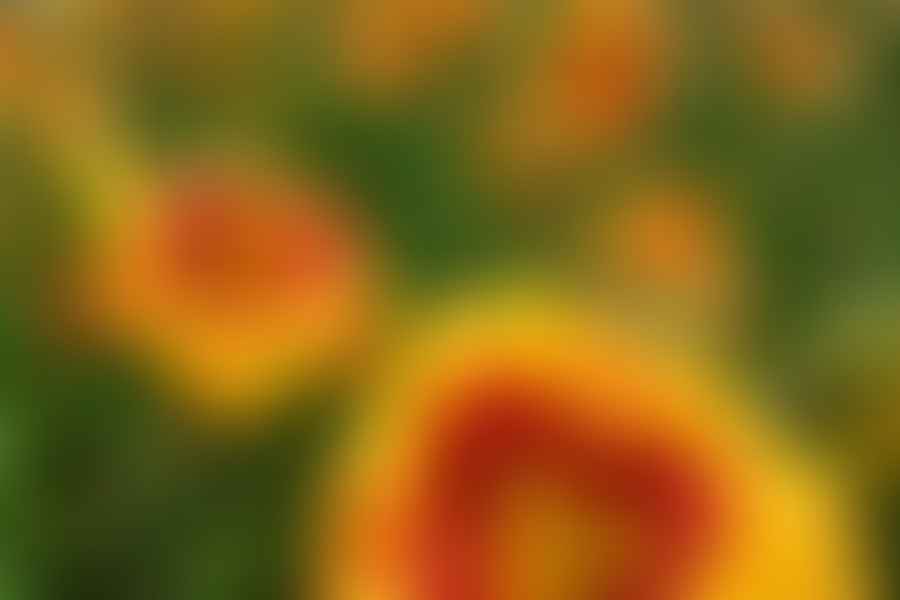 Hemerocallis