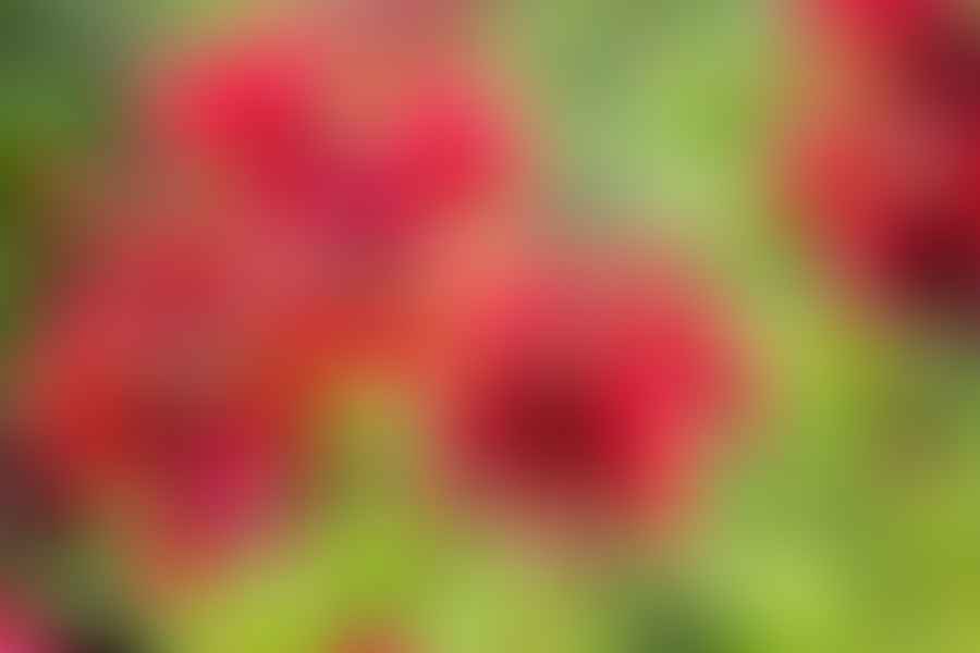 Monarda
