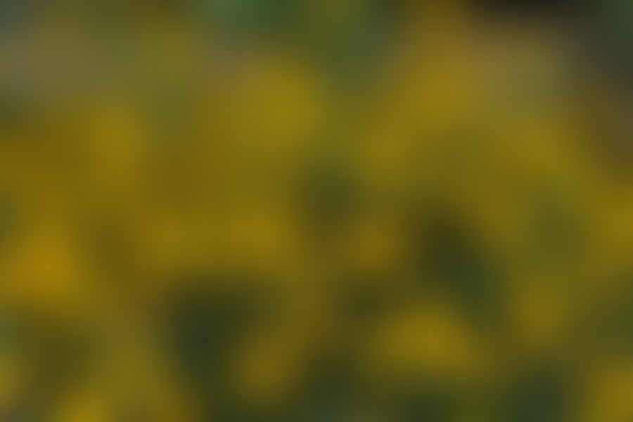 Rudbeckia hirta