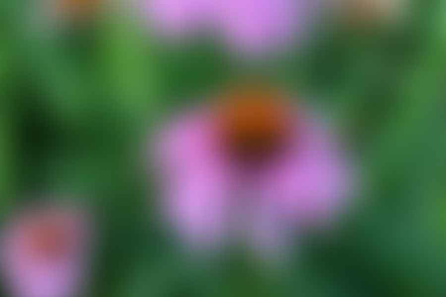 Echinacea flowers