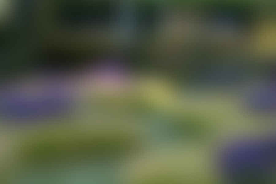 Lavender in garden
