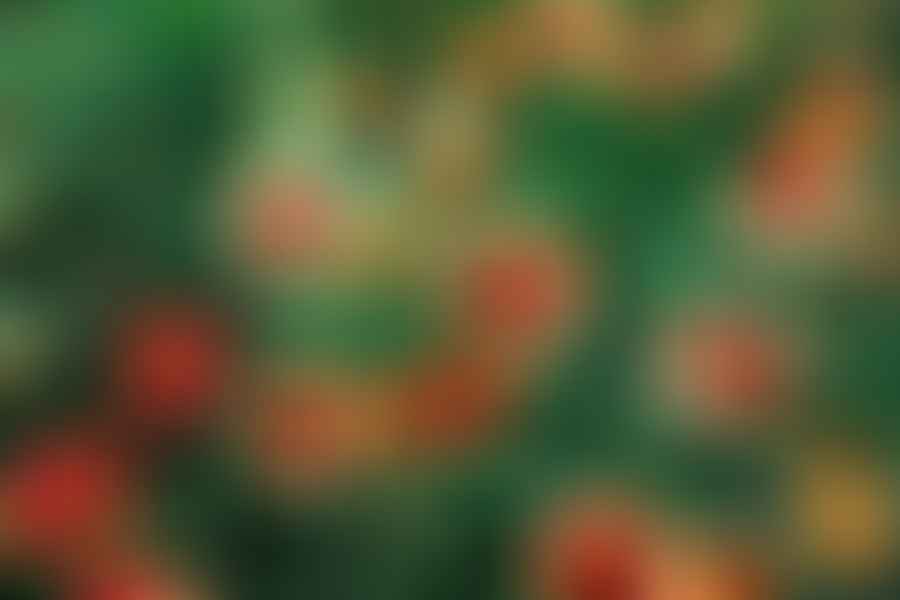 Blanket Flower plant