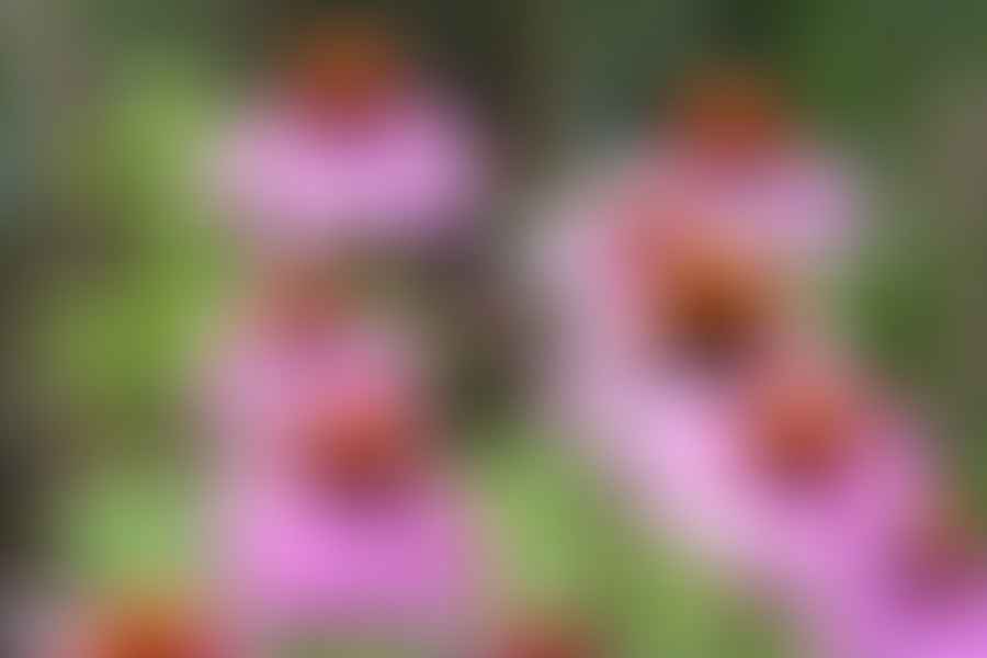 Coneflower plant