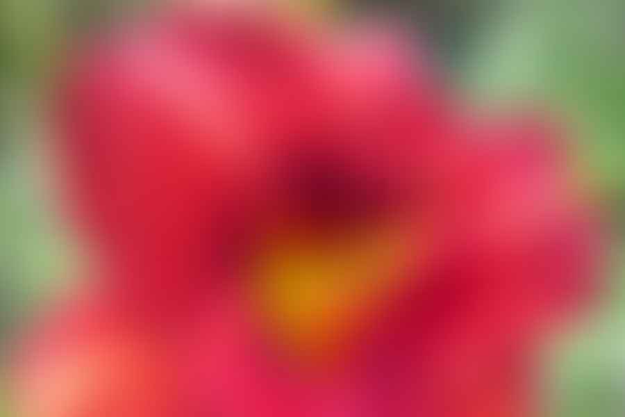 Daylily plant