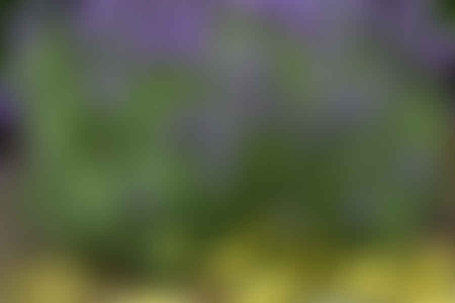 Lavender plant