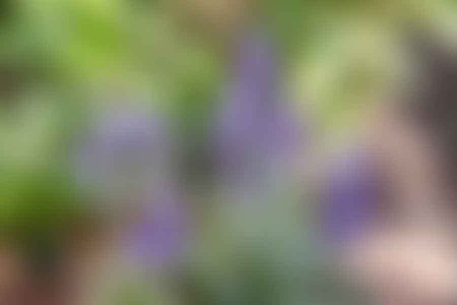 Salvia plant
