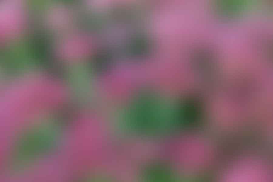 Stonecrop plant