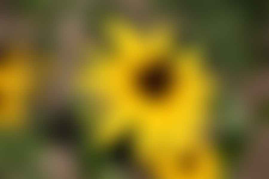 Black-Eyed Susan flowers