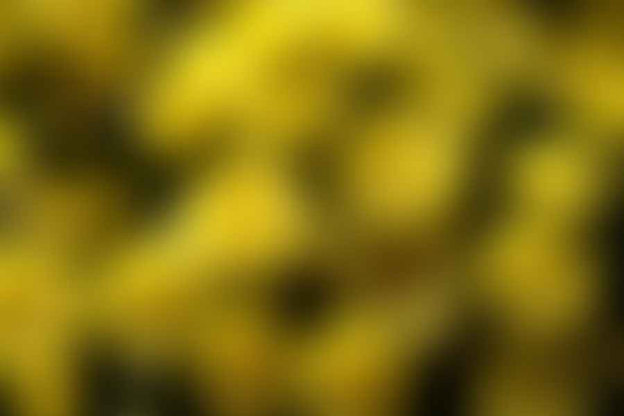 Chrysanthemum flowers