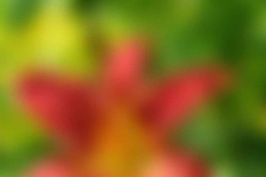 Daylily flowers