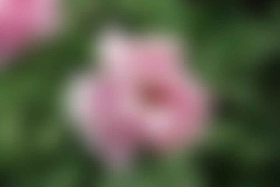 Peony flowers