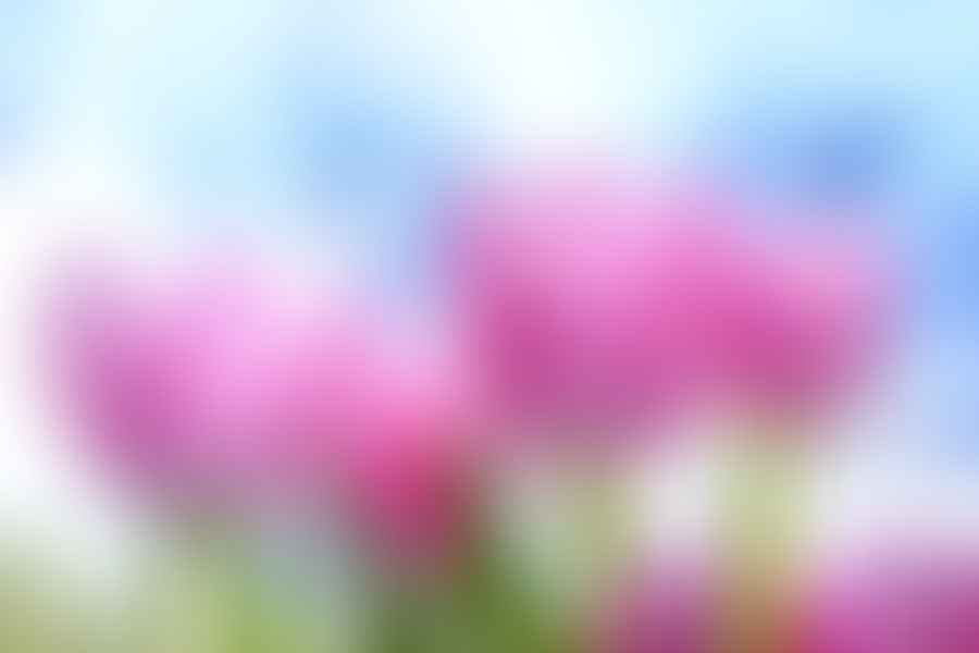 Tulip flowers