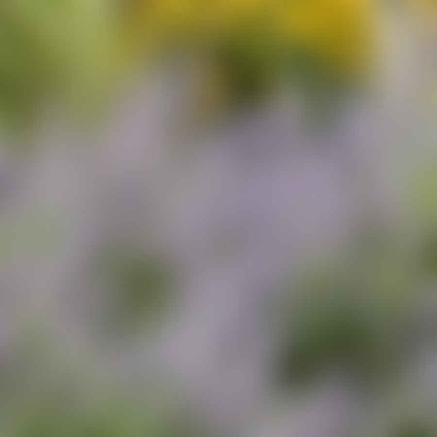 Purple flowers of Russian Sage in full bloom attracting pollinators in a garden