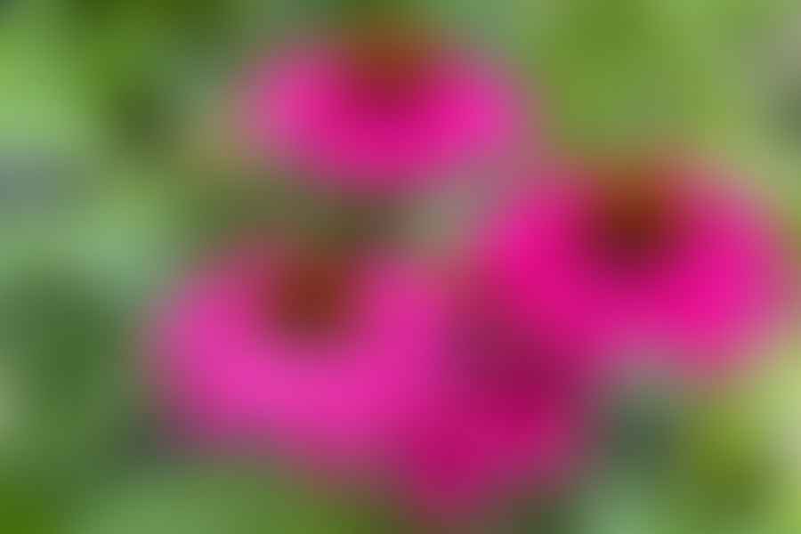 Vibrant coneflowers thriving in a garden