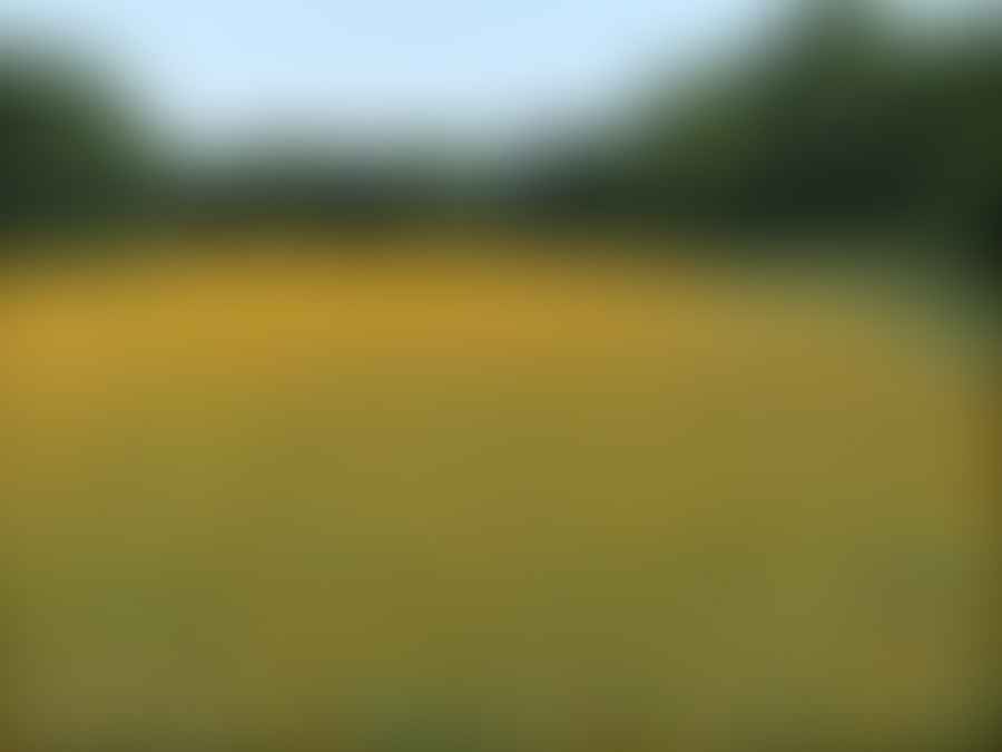 Field of blooming Black-eyed Susans thriving in clay soil