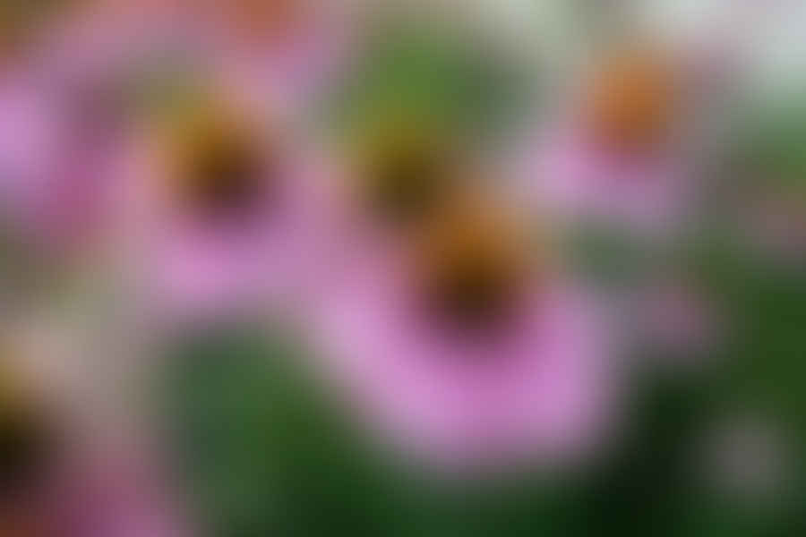 Vibrant field of Coneflowers thriving in clay soil