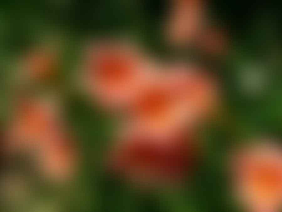Vibrant Daylily flower in full bloom thriving in clay soil